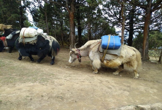 Yakut ekibimizden Kadir Özkaya’nın Everest Base Camp yürüyüşü